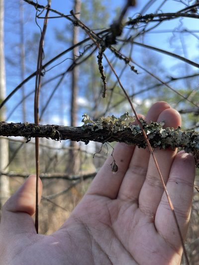 Dendrophylax porrectus, photographed by Brandon Corder