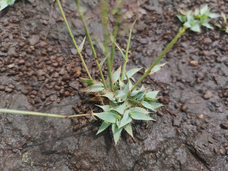 Sporobolus discosporus, photographed by Ricus Nel