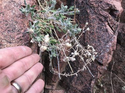 Heterotheca fulcrata, photographed by CK2AZ