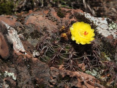 Parodia linkii, photographed by Deonir Geolvane Zimmermann