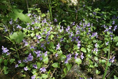 Viola uliginosa, photographed by Игорь Васильев