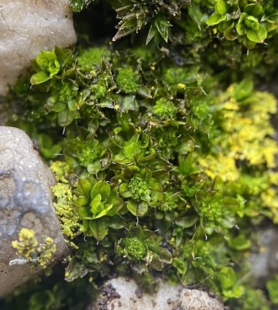 Syntrichia pagorum, photographed by Zihao Wang