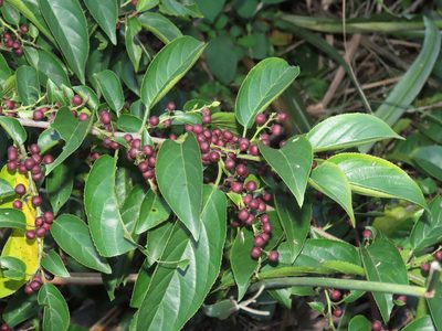 Rhamnus formosana, photographed by chiuluan