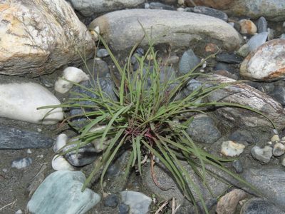 Ixeris tamagawaensis, photographed by chiuluan