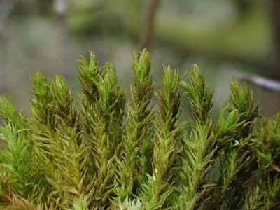 Pulvigera lyellii, photographed by George Greiff