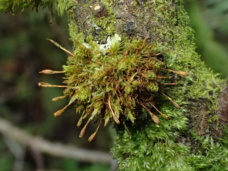 Ulota bruchii, photographed by George Greiff