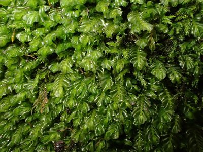 Plagiochila porelloides, photographed by George Greiff