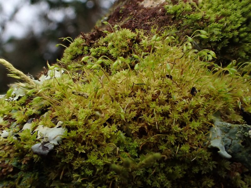 Zygodon conoideus, photographed by George Greiff