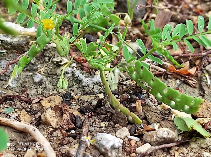 Hippocrepis biflora, photographed by Flora_DUMO
