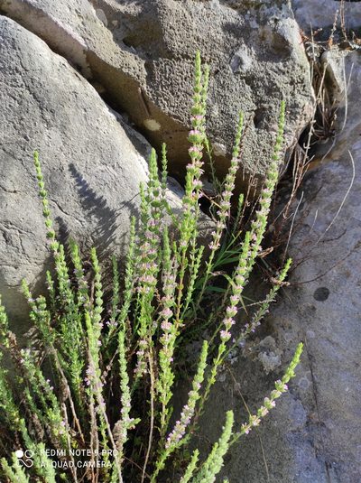 Micromeria juliana, photographed by Flora_DUMO