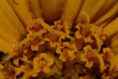 Wyethia arizonica, photographed by Brian Finzel