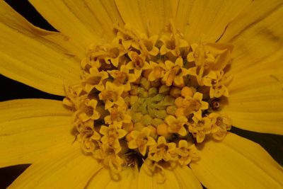 Wyethia arizonica, photographed by Brian Finzel