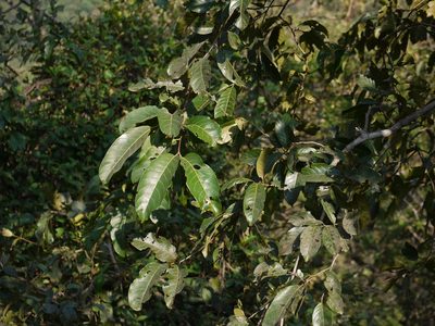Terminalia paniculata, photographed by Dinesh Valke