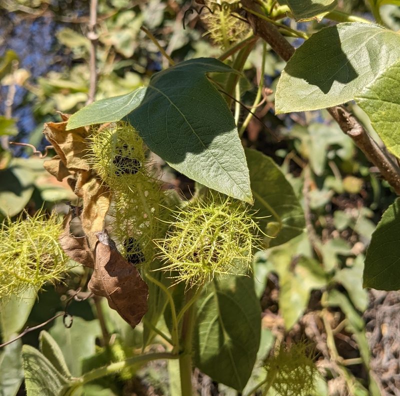 Passiflora lanuginosa, photographed by mattmsa