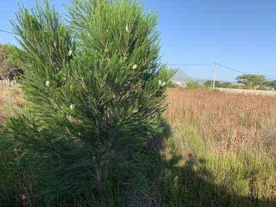 Melaleuca armillaris, photographed by Dave Richardson