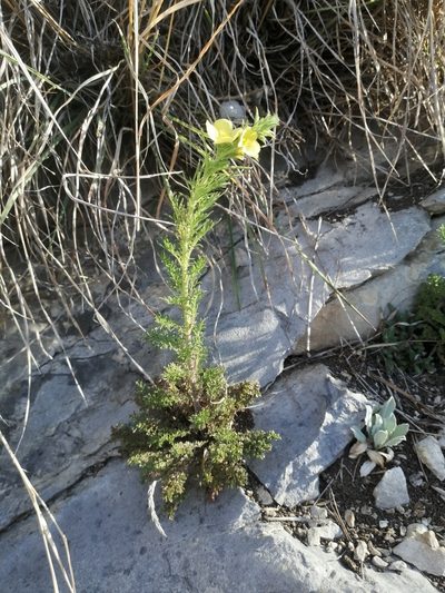 Verbascum orientale, photographed by Flora_DUMO