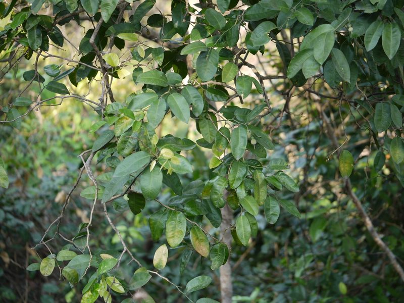 Paramignya monophylla, photographed by Dinesh Valke