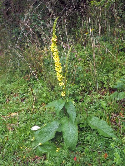 Verbascum antilibanoticum, photographed by Mario Bassini