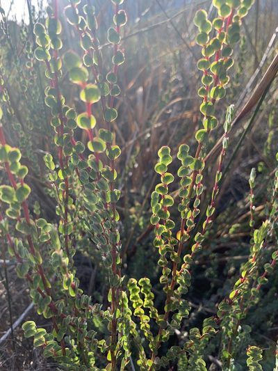 Cliffortia phyllanthoides, photographed by Dave Richardson