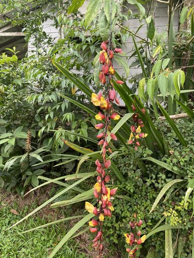 Thunbergia mysorensis, photographed by tlaloc27