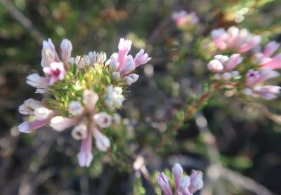 Phylica lachneaeoides, photographed by Di Turner