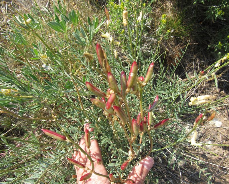 Astragalus atropubescens, photographed by Wendy McCrady