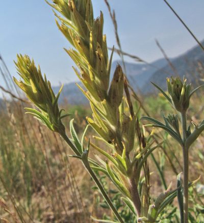 Castilleja flava, photographed by Wendy McCrady