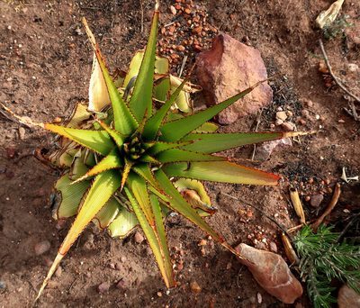 Aloe lineata, photographed by Di Turner