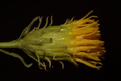 Chrysothamnus stylosus, photographed by Brian Finzel