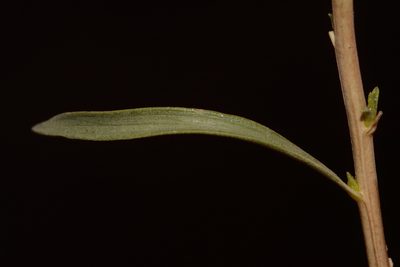Chrysothamnus stylosus, photographed by Brian Finzel