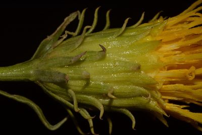 Chrysothamnus stylosus, photographed by Brian Finzel