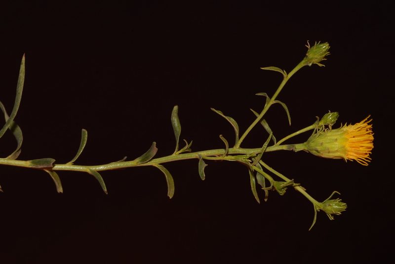 Chrysothamnus stylosus, photographed by Brian Finzel