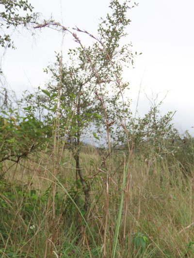 Cymbopogon tortilis, photographed by chiuluan