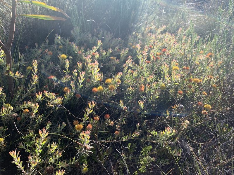 Leucospermum prostratum, photographed by Dave Richardson