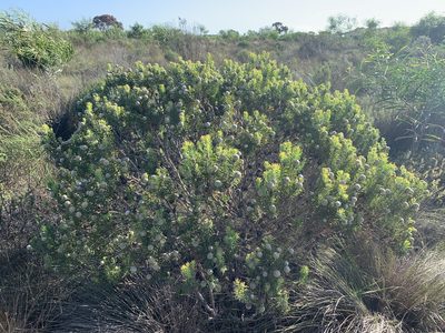 Leucadendron linifolium, photographed by Dave Richardson