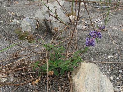 Caryopteris incana, photographed by chiuluan