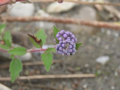 Caryopteris incana, photographed by chiuluan