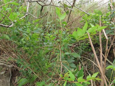 Coriaria intermedia, photographed by chiuluan