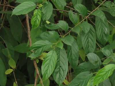 Rhamnus formosana, photographed by chiuluan