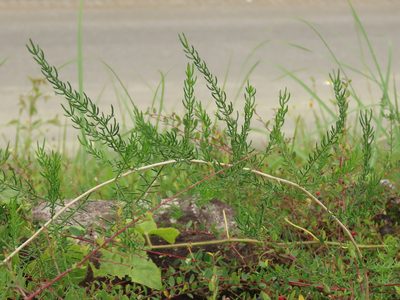 Asparagus cochinchinensis, photographed by chiuluan