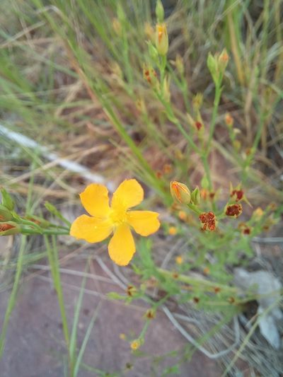 Hypericum lalandii, photographed by Kelly Abram