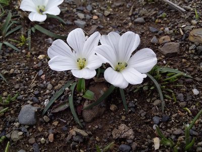 Olsynium acaule, photographed by Humber Alberto