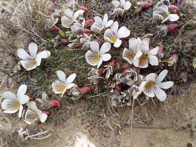 Viola pygmaea, photographed by Humber Alberto