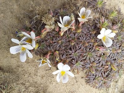 Viola pygmaea, photographed by Humber Alberto