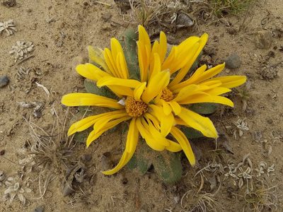 Knowltonia integrifolia, photographed by Humber Alberto
