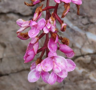 Disa tripetaloides, photographed by linkie