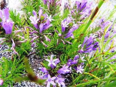 Merciera azurea, photographed by linkie