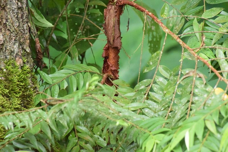 Xylopia brasiliensis, photographed by Cajá-manga