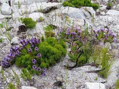 Merciera azurea, photographed by linkie