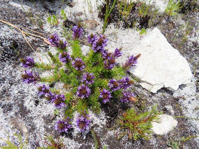 Merciera azurea, photographed by linkie